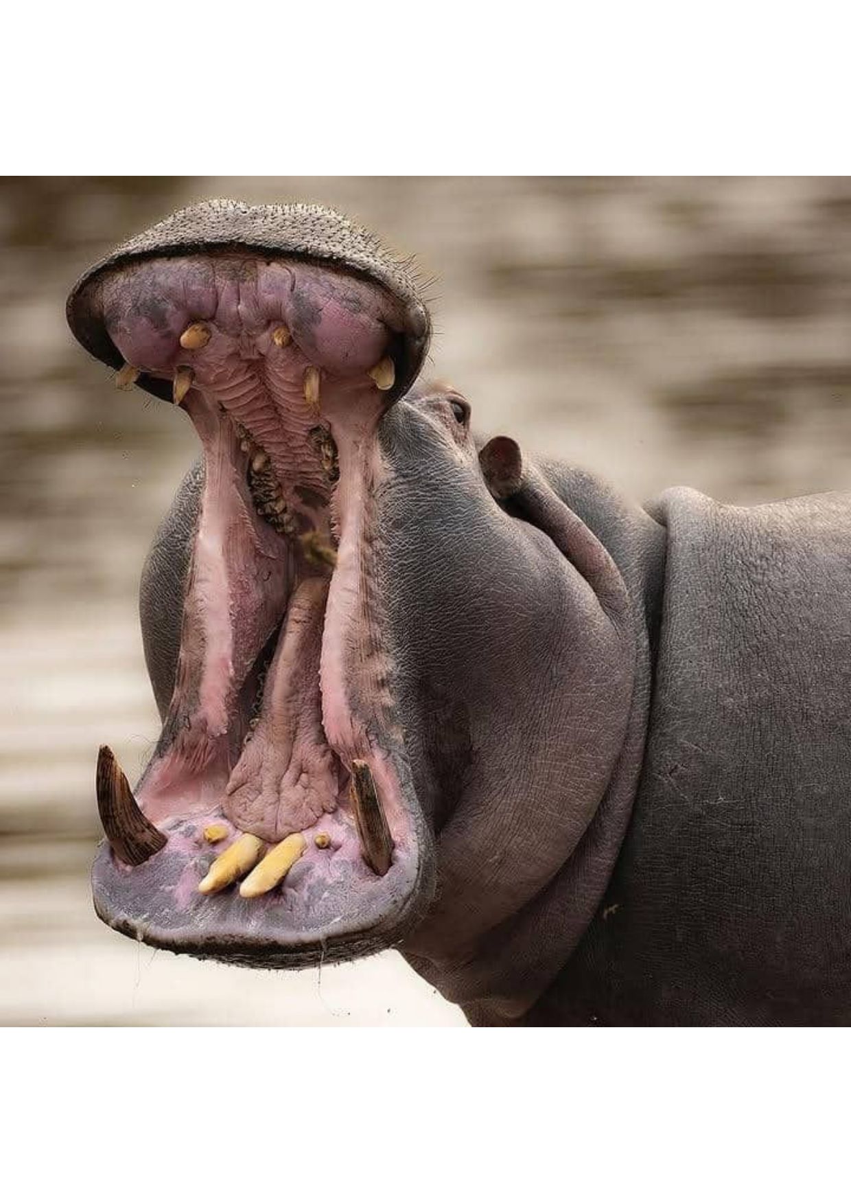 6 Days Machame Route